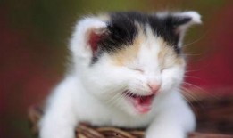 猫咪吃瓜被冤枉视频播放