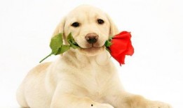 狗吃蜜瓜视频,萌态百出引网友爆笑