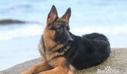 德牧可以吃哈密瓜嘛视频,哈密瓜，真的可以吃吗？