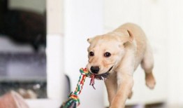 小狗狗可以吃烧瓜吗视频,揭秘烧瓜对狗狗的适宜性