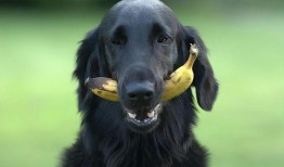 主人喂狗吃瓜视频片段,主人喂狗吃瓜温馨瞬间