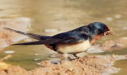 小燕子的吃瓜说法视频,揭秘娱乐圈幕后故事