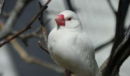 八卦吃瓜小白鸟的原视频,揭秘娱乐圈幕后故事