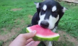 狗吃瓜的方法视频,萌态百出，瓜果飘香