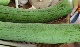 怎么样才能看吃瓜视频,揭秘吃瓜视频的观看之道