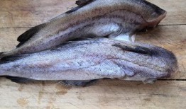 沂水吃八瓜鱼视频,探寻八瓜鱼的独特风味