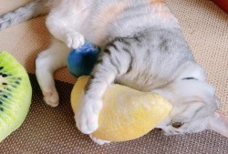 猫咪吃瓜主人拉腿视频,主人拉腿互动萌态十足