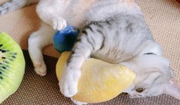 猫咪吃瓜主人拉腿视频,主人拉腿互动萌态十足