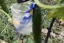 青州摄影吃瓜事件视频,一场网络争议的视觉解读