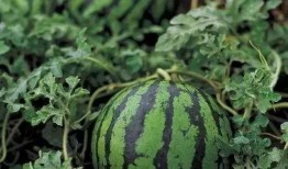 用勺子挖麒麟瓜吃的视频,视频带你体验夏日清凉美食