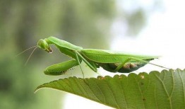 螳螂会吃秋瓜吗视频大全,揭秘昆虫界的生存法则