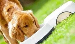 小狗狗可以吃烧瓜吗视频,揭秘烧瓜对狗狗的适宜性