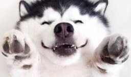 爆笑吃瓜视频合集,让你笑到肚子疼