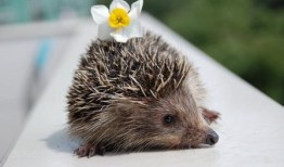 刺猬吃瓜完整视频,一场萌趣横生的夏日奇遇