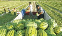 新密大瓜吃瓜视频播放,吃瓜视频播放量爆表，揭秘背后真相