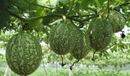 蜗牛喜欢吃吊瓜吗视频,揭秘它们对吊瓜的喜爱之谜