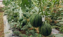 毛瓜如何快速切开吃视频,轻松享用美味毛瓜的秘诀