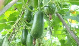 今日夏至吃瓜赏花视频