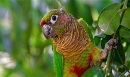 鹦鹉可吃赖瓜吗视频讲解,赖瓜是否适宜作为鹦鹉食物