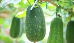 正宗一个人吃瓜视频大全