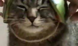 宠物搞笑视频带你吃瓜,带你笑出“吃瓜”境界