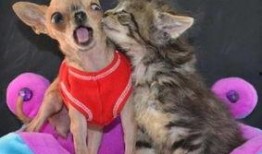 宠物搞笑视频带你吃瓜,带你笑出“吃瓜”境界