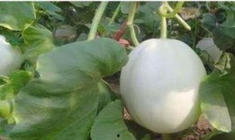 小猫可以吃白兰瓜吗视频,白兰瓜，猫咪的新宠？