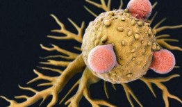 吃茄瓜能得癌症吗视频,权威解读与科学分析