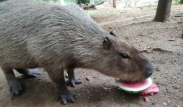 小动物吃瓜视频