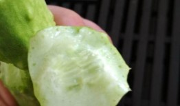 吃白玉瓜视频,口感与营养的双重享受