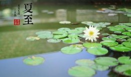 今日夏至吃瓜赏花视频