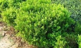 小黄杨吃瓜的视频,揭秘娱乐圈幕后故事