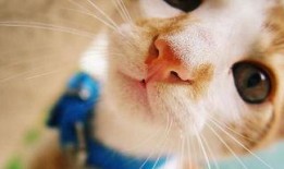 喵咪吃瓜视频素材大全高清,萌态十足，高清素材大盘点