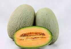 新疆旅游吃哈密瓜视频,甜蜜邂逅哈密瓜的味蕾盛宴