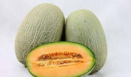 新疆旅游吃哈密瓜视频,甜蜜邂逅哈密瓜的味蕾盛宴