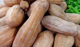 来呀吃瓜的视频