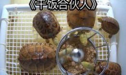 养殖场吃瓜视频,吃瓜视频揭秘农场日常