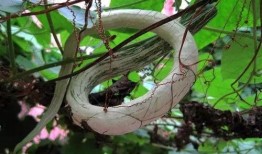 小巷人家吃蛇瓜视频,揭秘蛇瓜的独特烹饪之旅