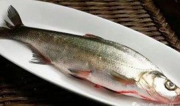 沂水吃八瓜鱼视频,探寻八瓜鱼的独特风味