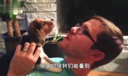 狗打架吃瓜视频大全集下载