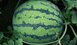 夏天吃小吊瓜好不好呢视频,小吊瓜的清凉魅力