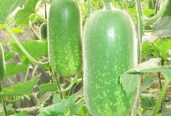 缺牙吃瓜视频大全,盘点全网热门缺牙吃瓜视频大全