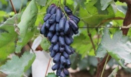 蓝豆瓜怎么吃最好呢视频,蓝豆瓜的最佳食用方法揭秘