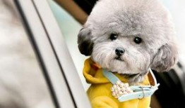 灰泰迪吃哈密瓜可以吗视频,萌态可掬引网友热议