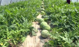 潍坊最近吃瓜事件视频,一场网络热议背后的真相揭秘