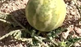 吃沙漠瓜的视频大全