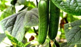 吃茄瓜能得癌症吗视频,权威解读与科学分析