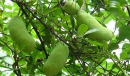 八月瓜如何吃视频,视频教你轻松解锁夏日佳肴