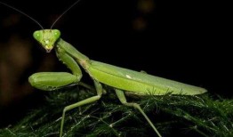 螳螂会吃秋瓜吗视频大全,揭秘昆虫界的生存法则
