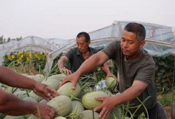 月溪村吃瓜视频网,揭秘乡村生活趣味瞬间